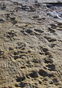dinosaur prints